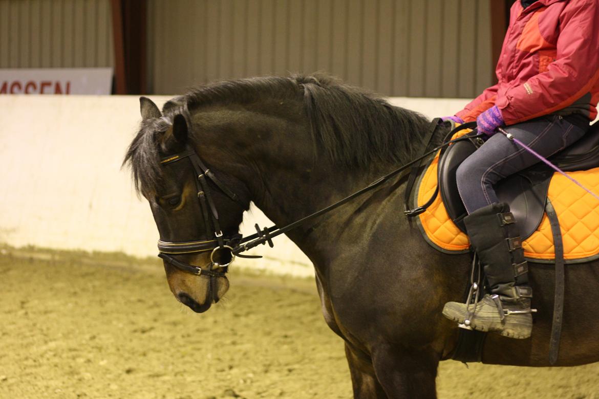 Anden særlig race Super star. <3 - DRESSUR! <3 billede 5