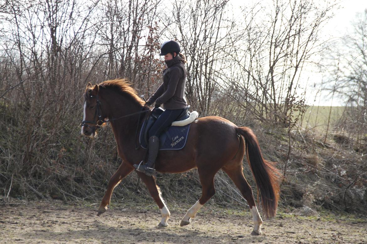 DSP Savannah Amour<3  - Savannah 2013 billede 5