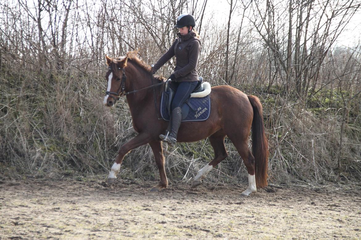 DSP Savannah Amour<3  billede 6