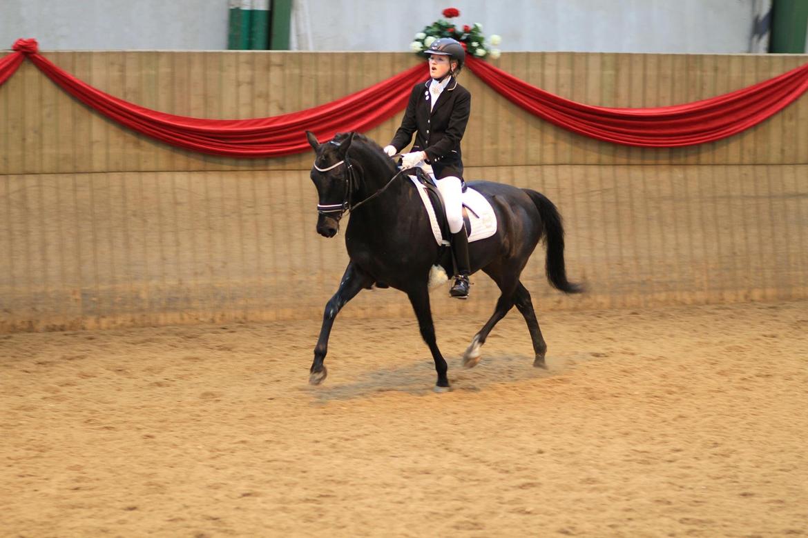 Tysk Sportspony Westendorf Harmonie *B-Pony* billede 20