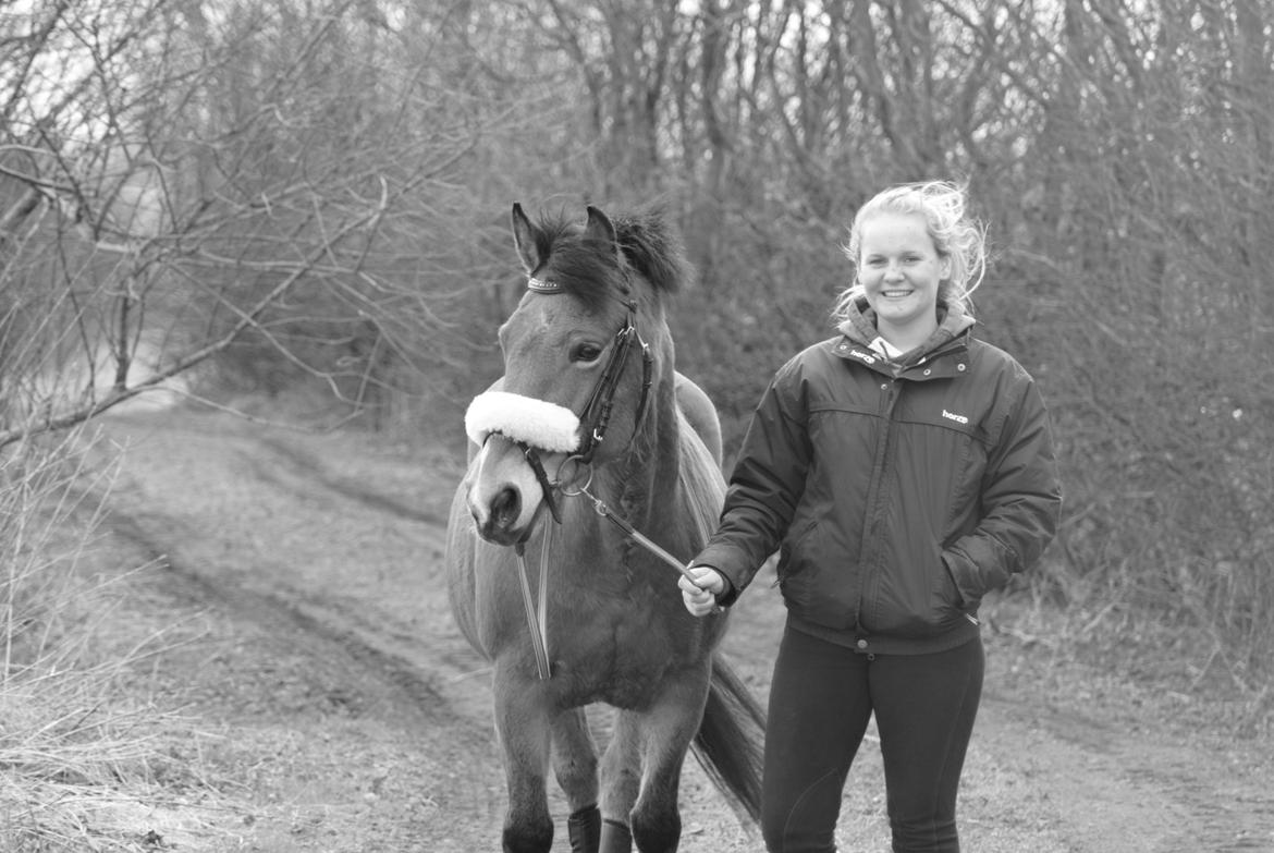 Hollandsk Sportspony Jasmijn billede 6