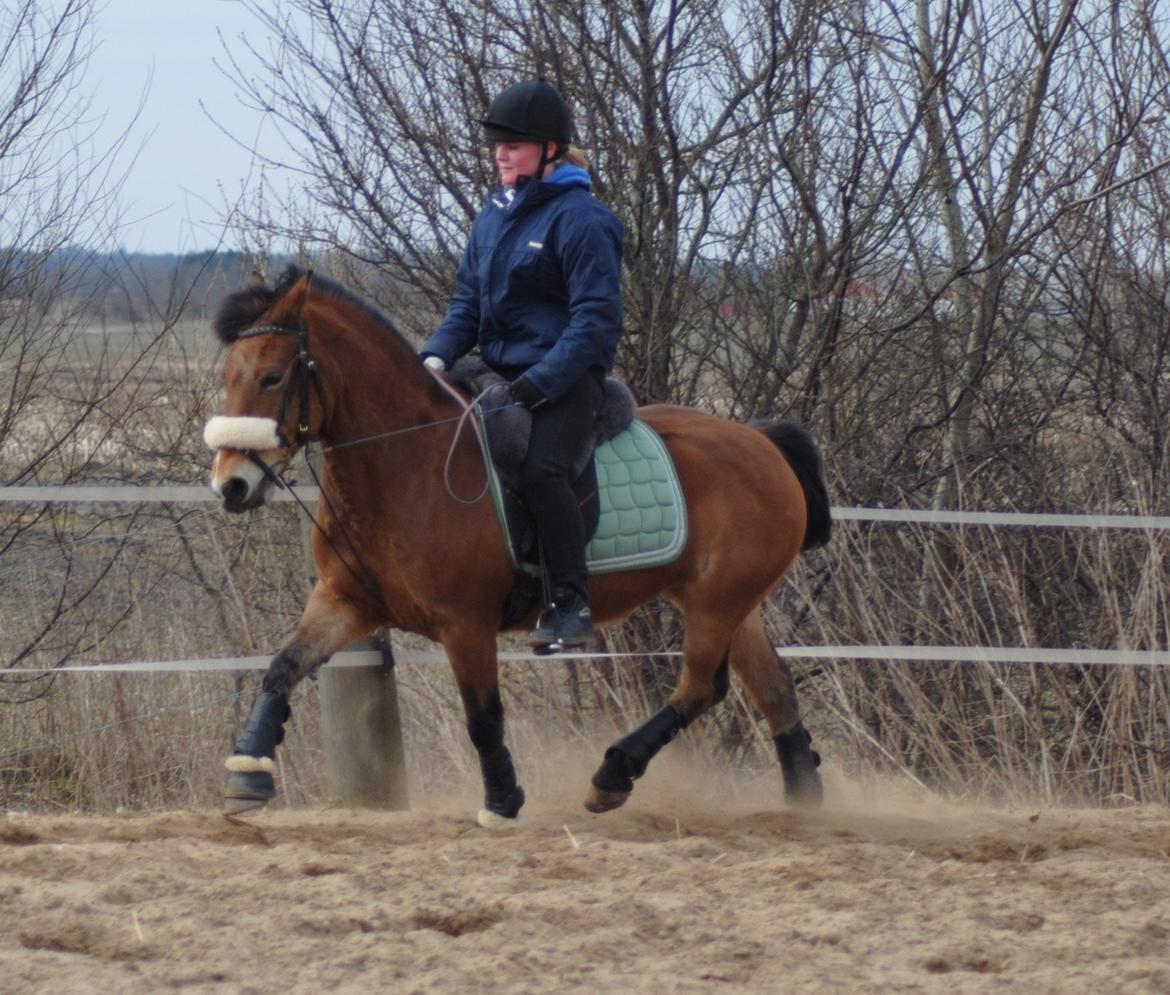 Hollandsk Sportspony Jasmijn - Træning d. 9 marts (Grunden til at jeg rider med lammeskindsadel er at min sadel var til sadelmager på det tidspunkt, og grunden til at jeg rider med chambon er at hun har tildens til at tage hovedet op) billede 19