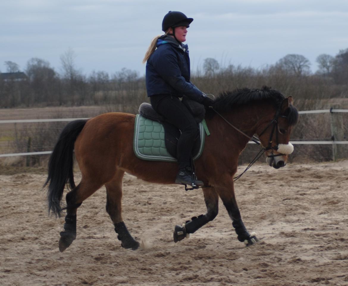 Hollandsk Sportspony Jasmijn - Træning d. 9 marts (Grunden til at jeg rider med lammeskindsadel er at min sadel var til sadelmager på det tidspunkt, og grunden til at jeg rider med chambon er at hun har tildens til at tage hovedet op) billede 17
