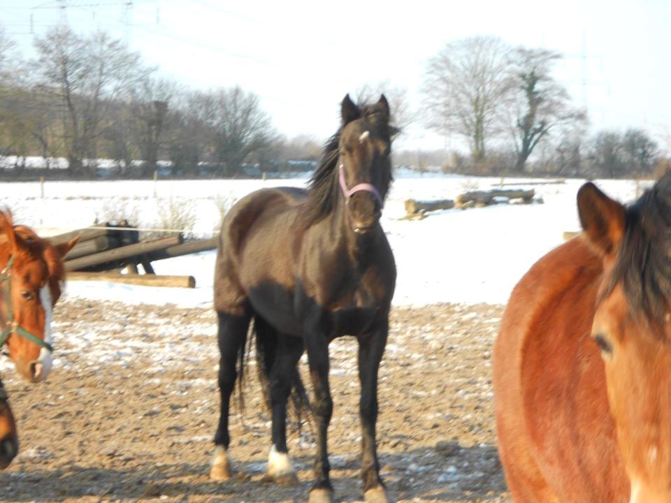 Welsh Cob (sec D) Bjerregård Zeus - Du så lækker!<3 billede 6