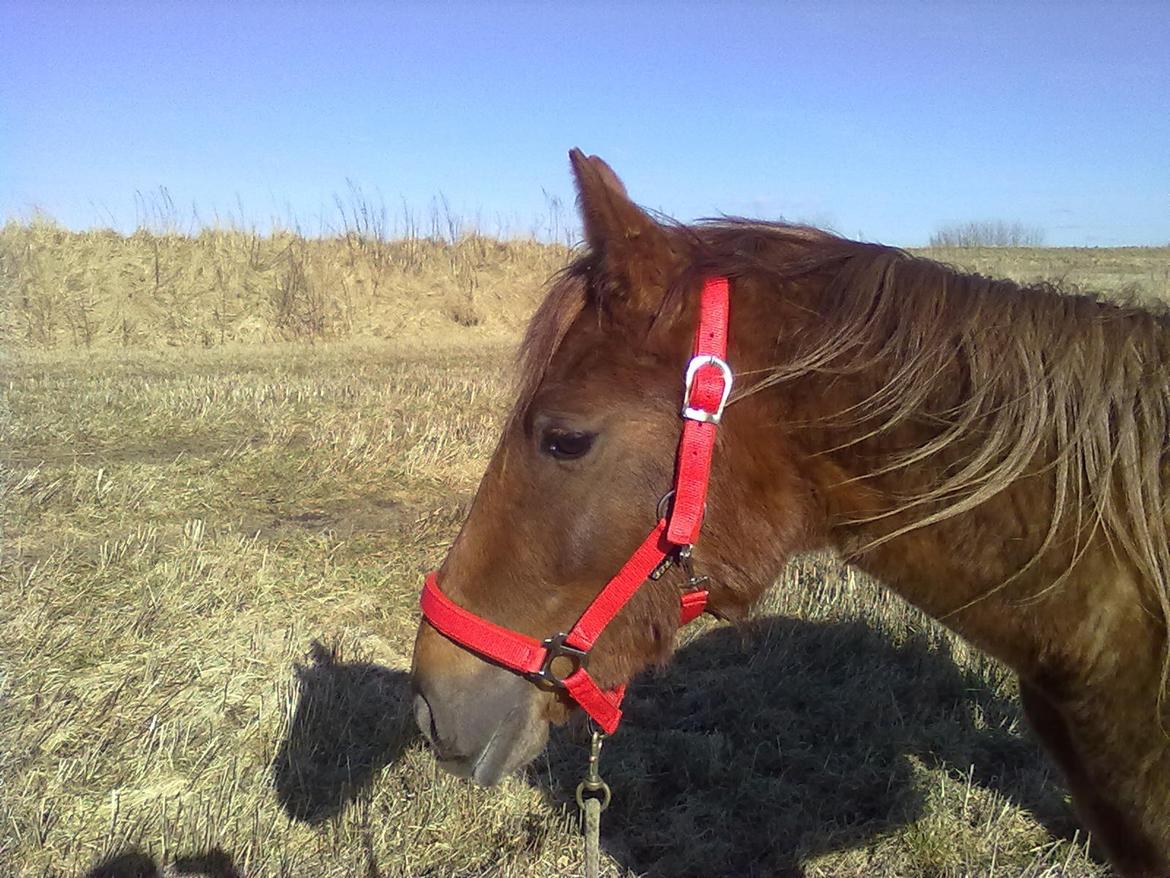 Anden særlig race Fame<33 den smukke - fame ude at gå i det gode sommer vejer  billede 3
