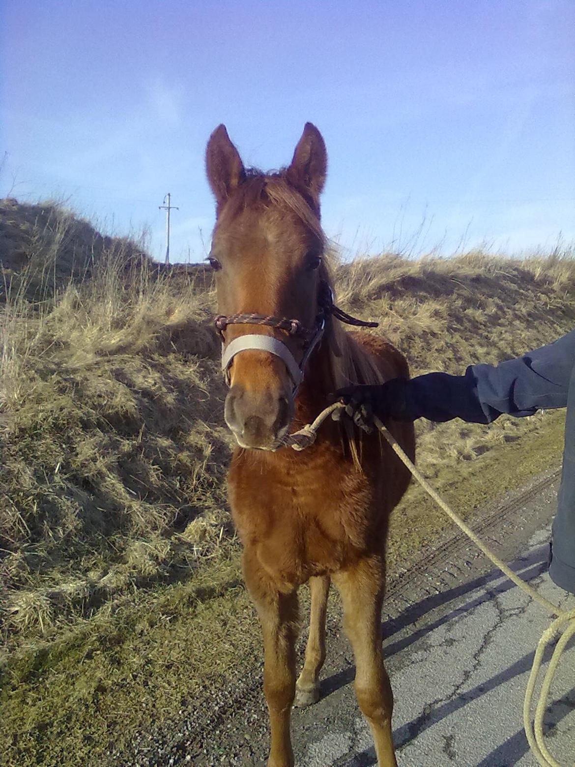 Anden særlig race Fame<33 den smukke billede 11