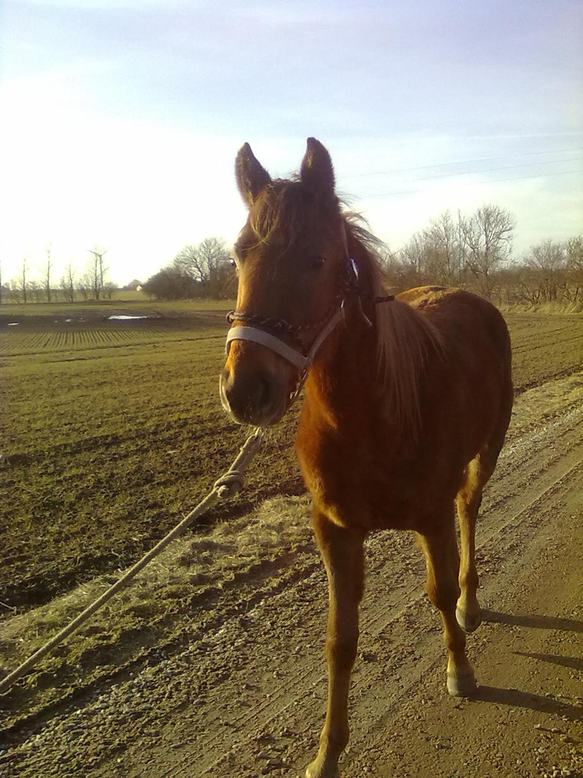 Anden særlig race Fame<33 den smukke billede 12