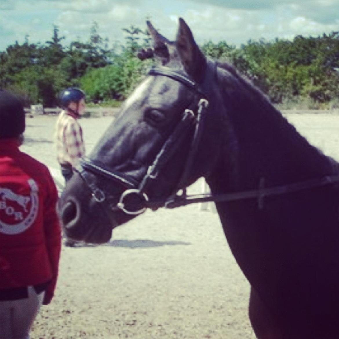 Anden særlig race Malibu billede 15