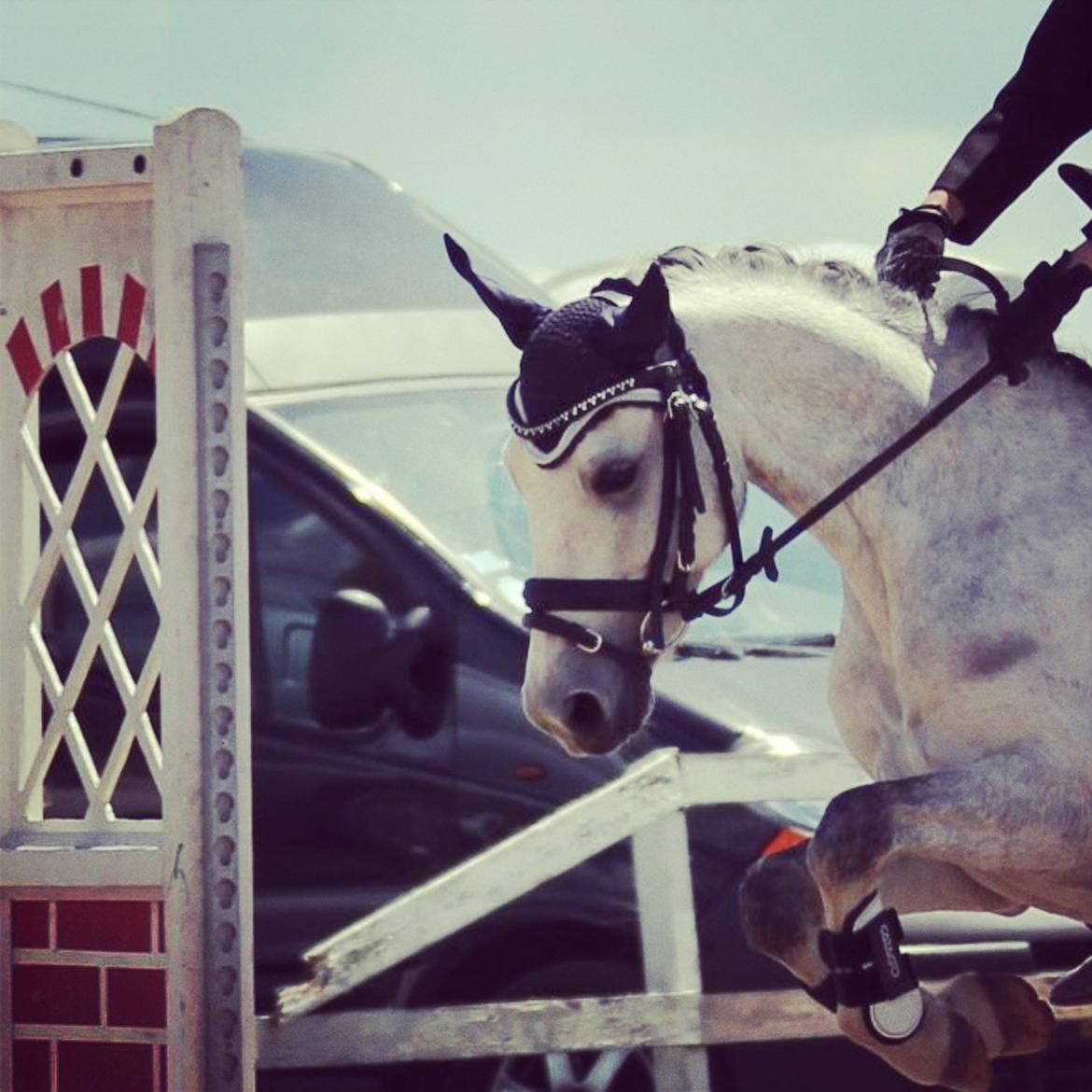 Anden særlig race Vestergårds FILUR<3 (MY LOVE) billede 12