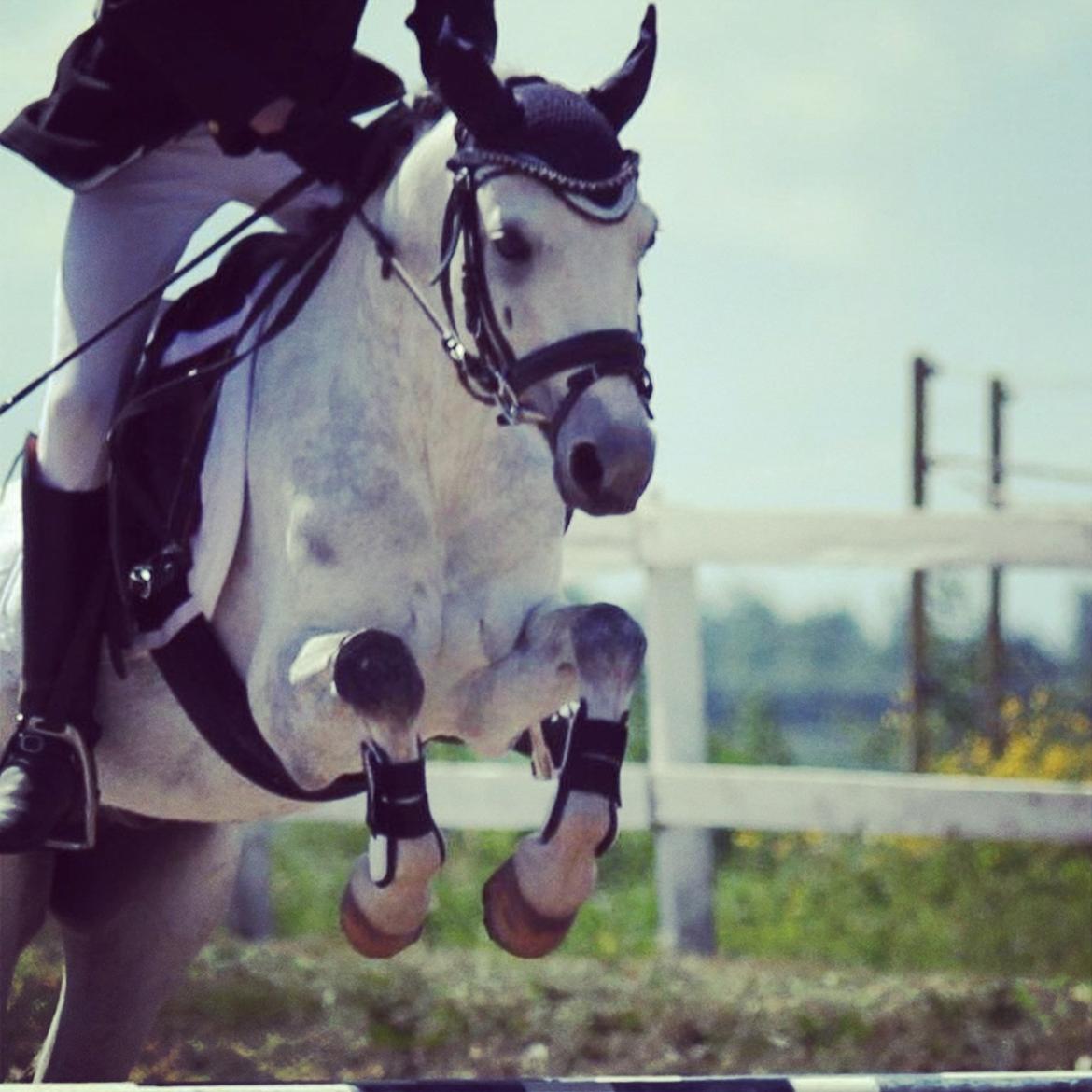 Anden særlig race Vestergårds FILUR<3 (MY LOVE) billede 13