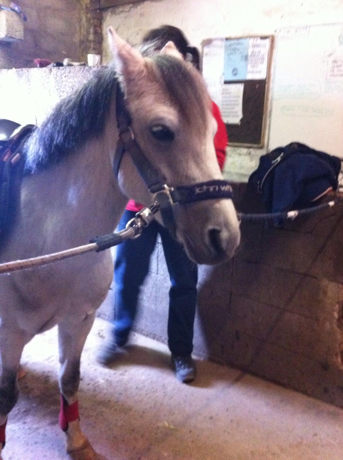 Anden særlig race Vestergårds FILUR<3 (MY LOVE) billede 14