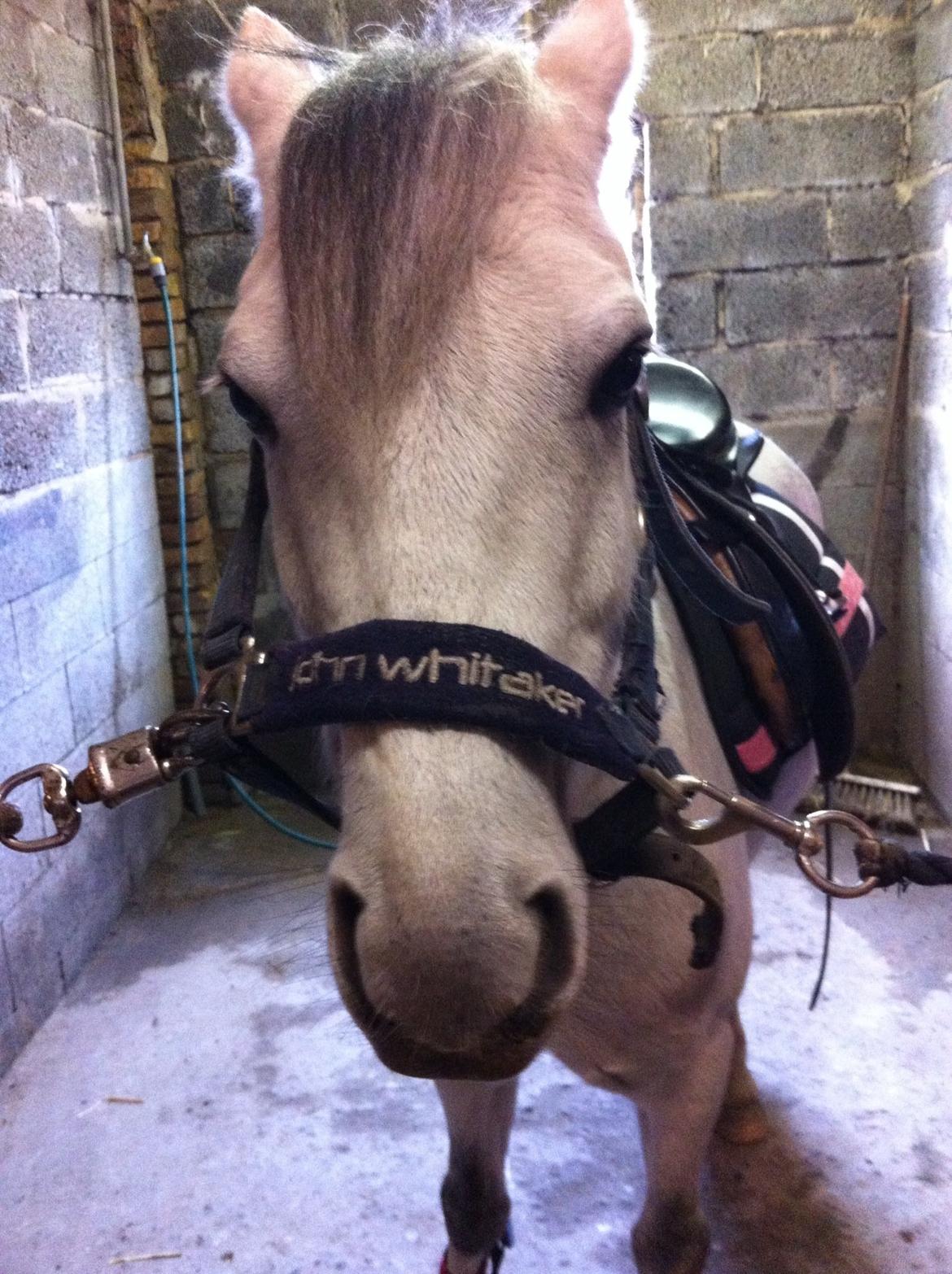 Anden særlig race Vestergårds FILUR<3 (MY LOVE) billede 15