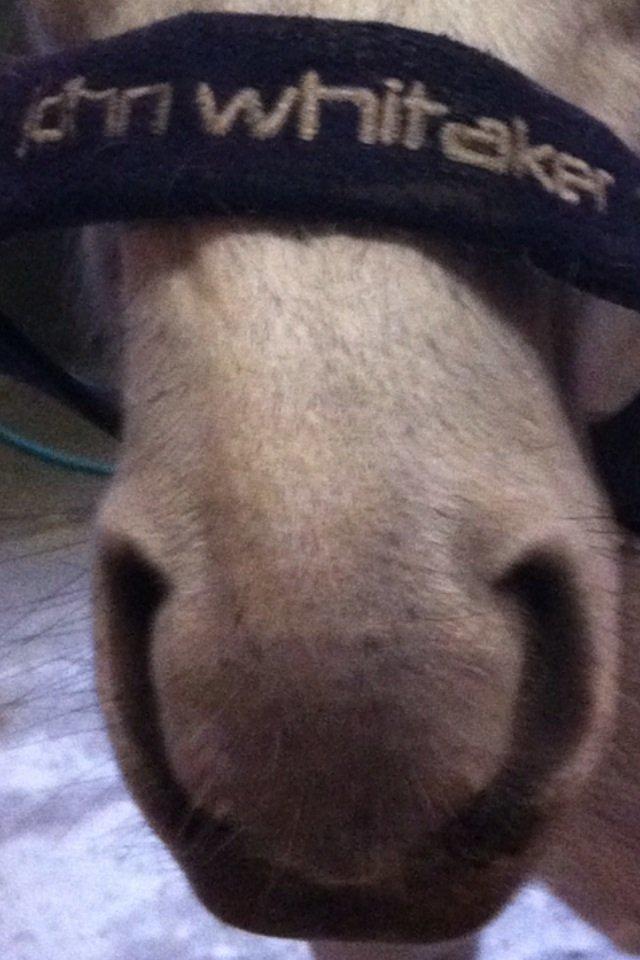 Anden særlig race Vestergårds FILUR<3 (MY LOVE) billede 16