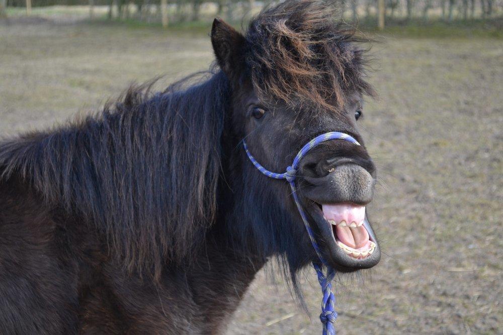 Anden særlig race Manse billede 2