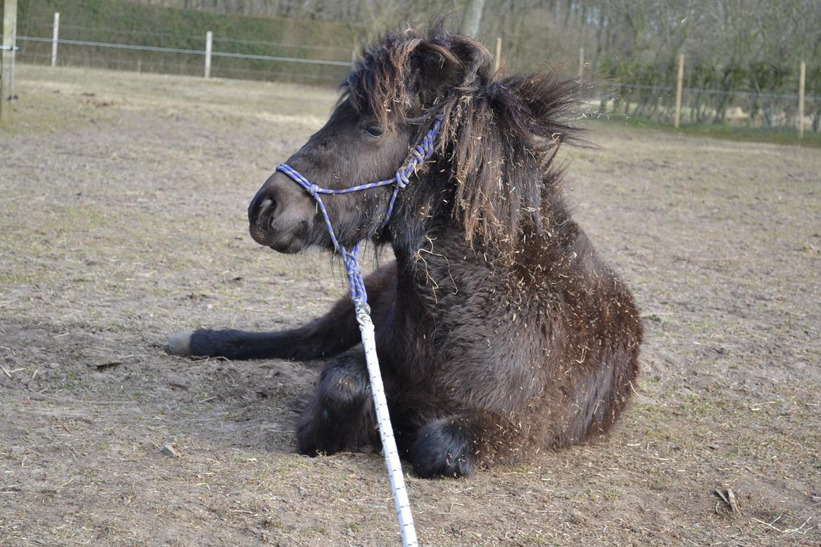Anden særlig race Manse billede 9