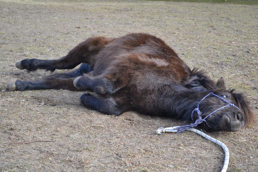 Anden særlig race Manse billede 3