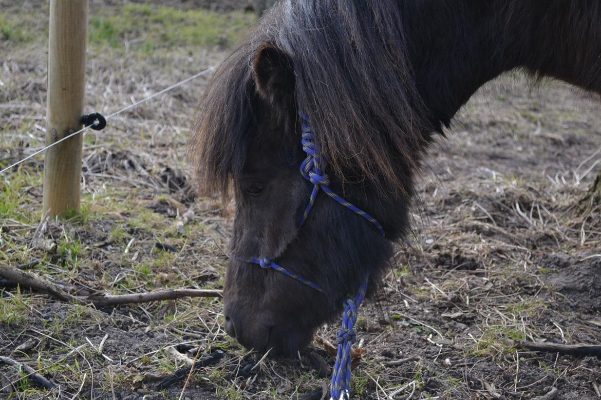 Anden særlig race Manse billede 8
