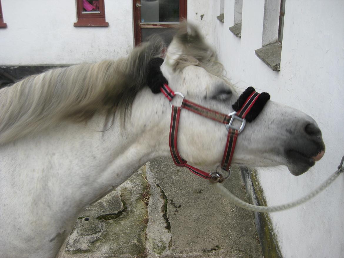 Anden særlig race Lukas Turbo (Stjernen) - så ryster vi os.<3<3 hihi. billede 2