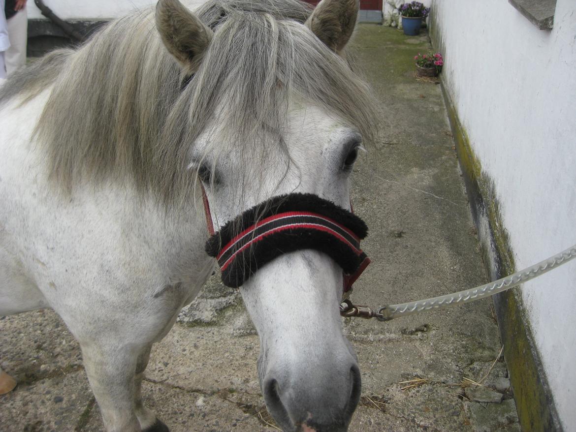 Anden særlig race Lukas Turbo (Stjernen) - hej Lukas.<3<3 billede 1