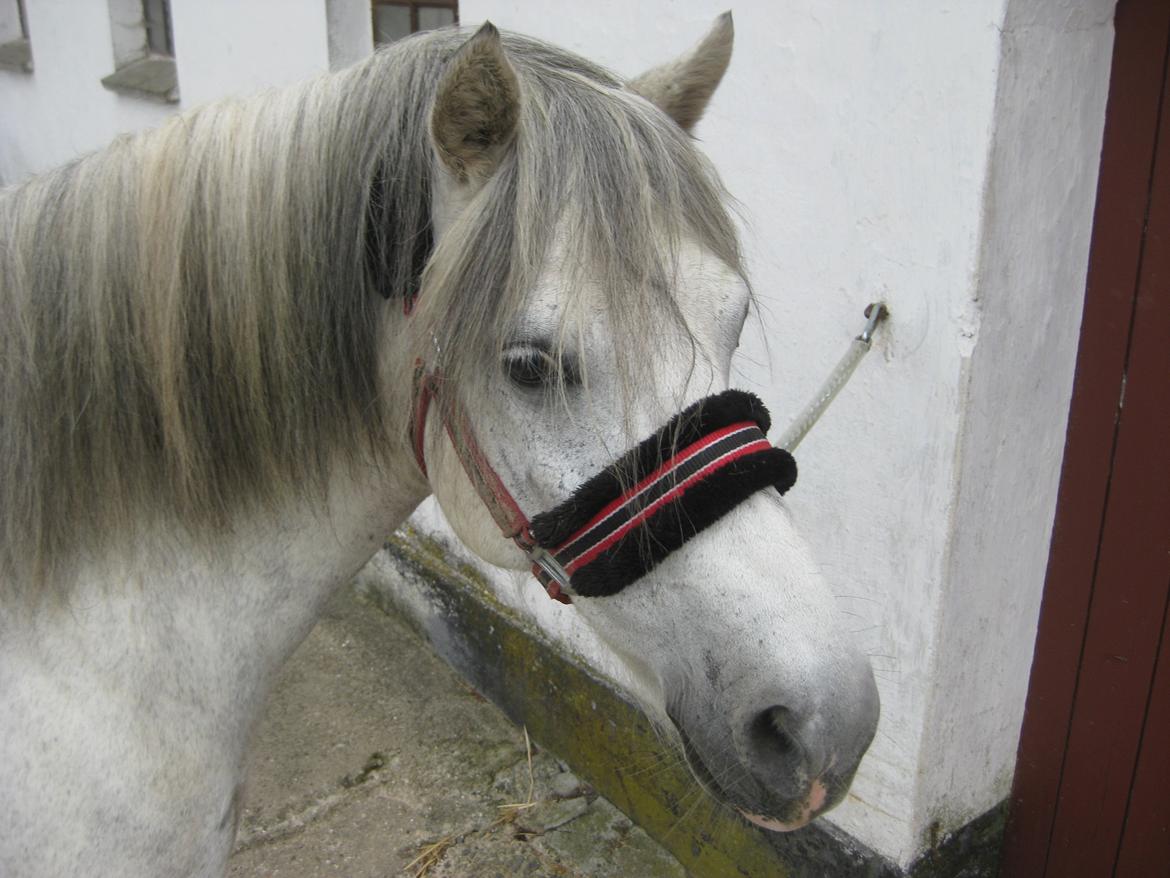 Anden særlig race Lukas Turbo (Stjernen) - Nej hvor er du kær.<3<3<3 billede 3