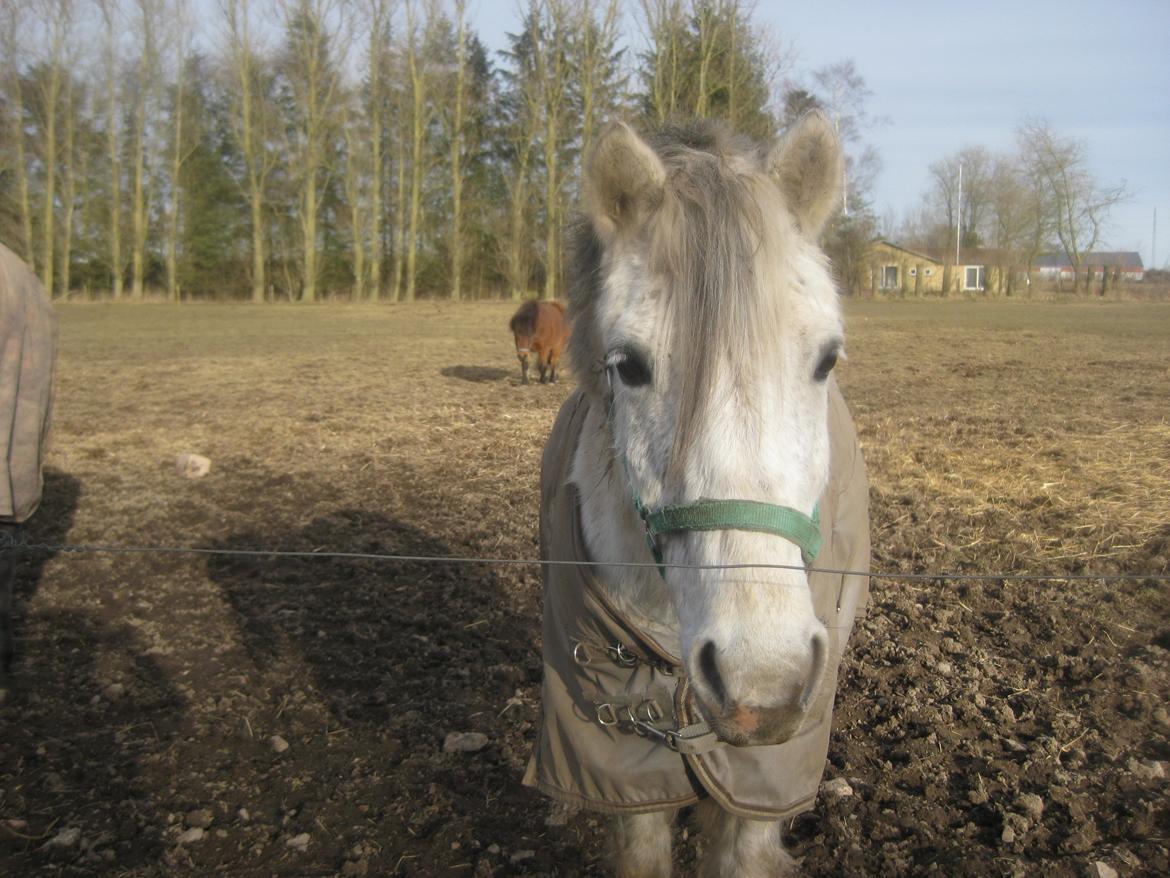 Anden særlig race Lukas Turbo (Stjernen) billede 9