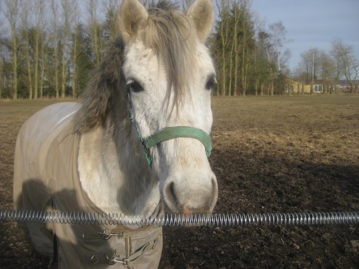 Anden særlig race Lukas Turbo (Stjernen) billede 11