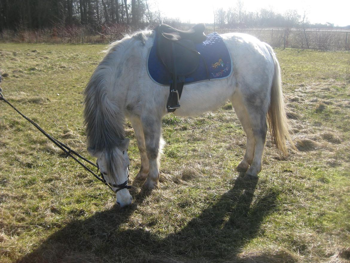 Anden særlig race Lukas Turbo (Stjernen) billede 16