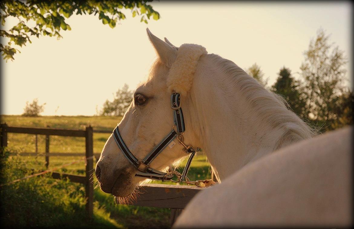 Irsk Sportspony Rahscanlon Lad  - White beauty - billede 17