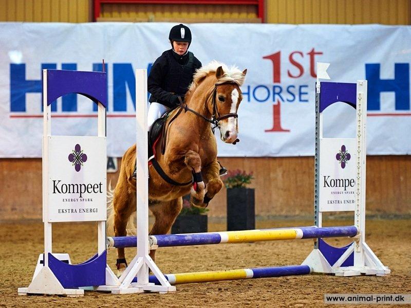 Haflinger Sissi - Mig og seje Sissi til sløjfespringstævne<3
Februar 2013 billede 7