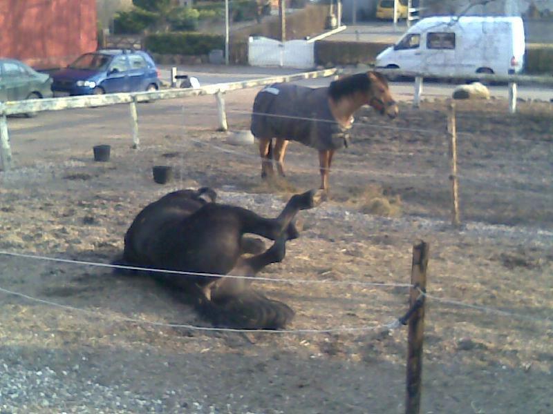 Anden særlig race Marlot -solgt billede 15