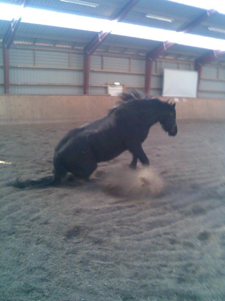 Anden særlig race Marlot -solgt billede 16