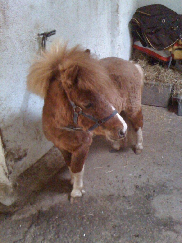 Miniature TinTin - smukke lille dreng billede 3
