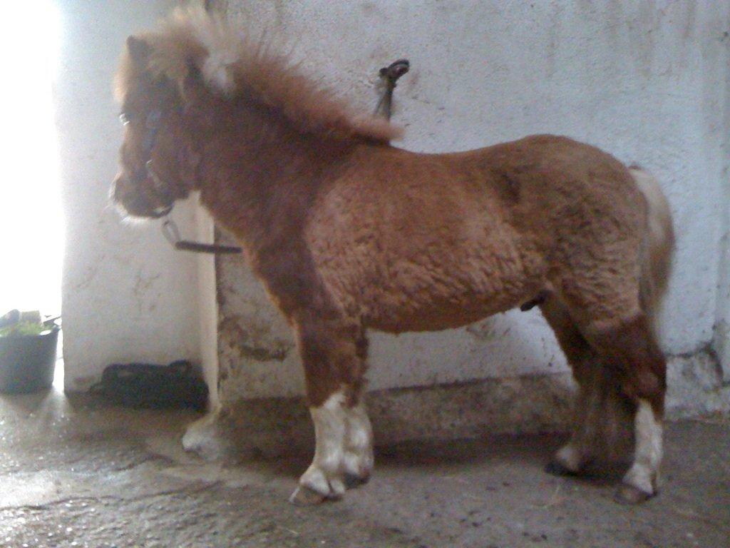 Miniature TinTin - lækker bisken :-D billede 4