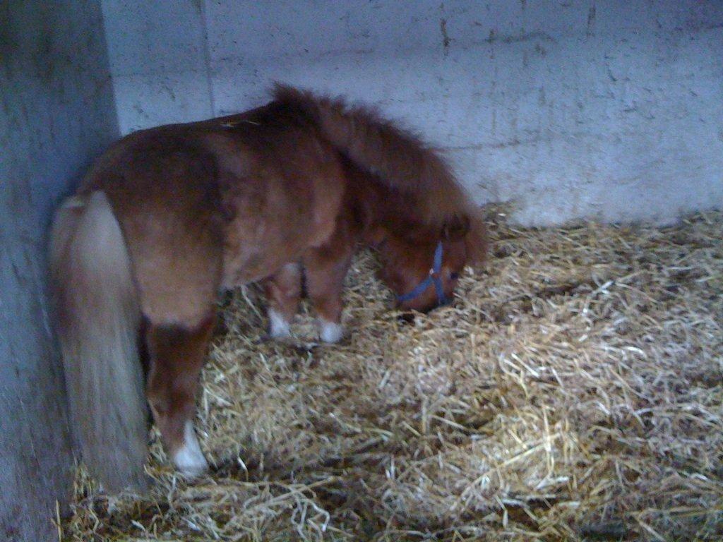 Miniature TinTin - lige inde og tjekke den store boks ud :-D billede 5