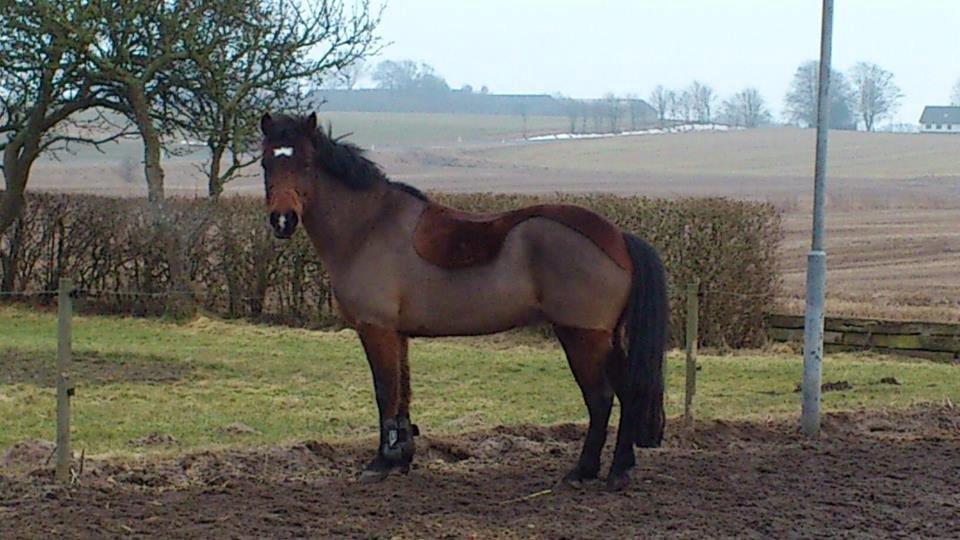 New Forest Bakkens Arjan - Feb-marts 2013 billede 4