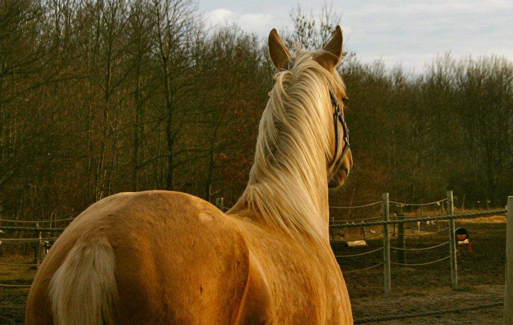 Palomino Magic Missya - Der findes intet bedere ind dig! <3 Du er virkelig noget helt speciel og noget helt for sig selv! elsker dig smukke tøs! <3 billede 41