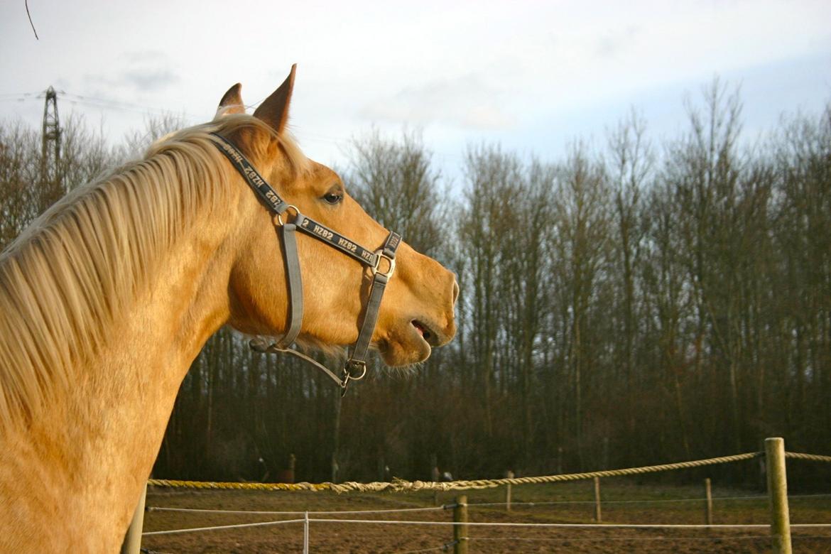 Palomino Magic Missya - I starten var det bare en drøm, men nu er det virkelighed? for mig føltes det stadigvæk som en drøm <3 billede 24