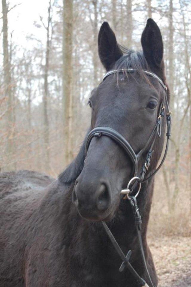 Dansk Varmblod Szantos billede 19