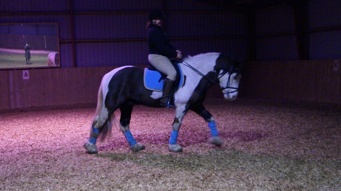 Irish Cob Hidalgo O'hara billede 4