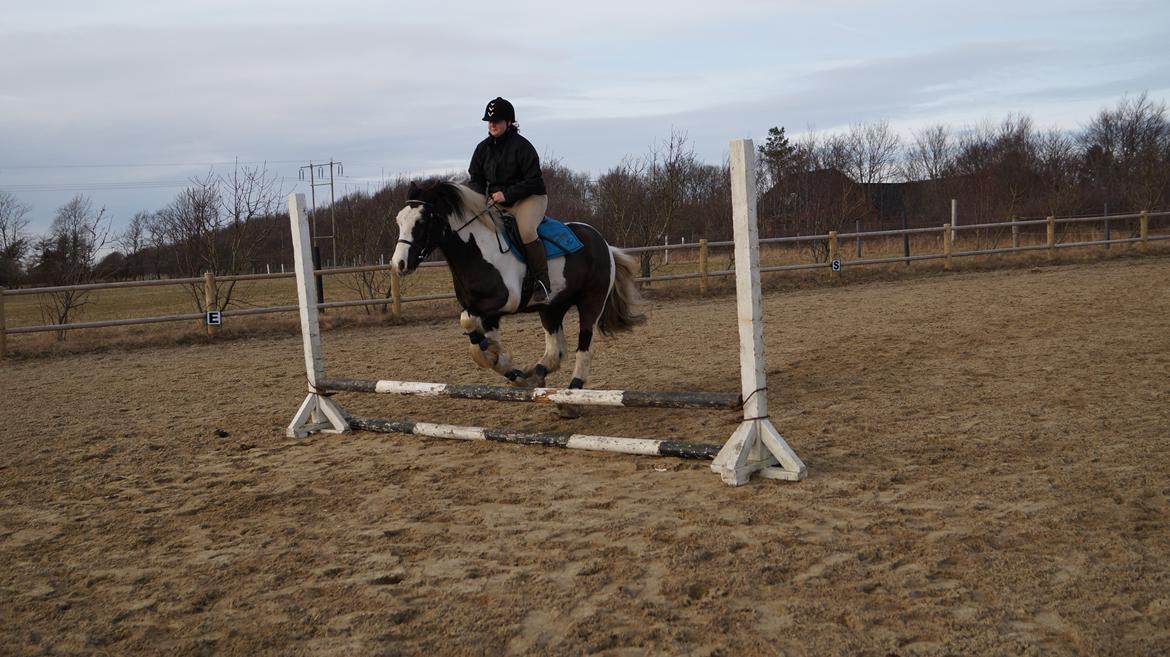 Irish Cob Hidalgo O'hara - En af de første gange vi springer. billede 5