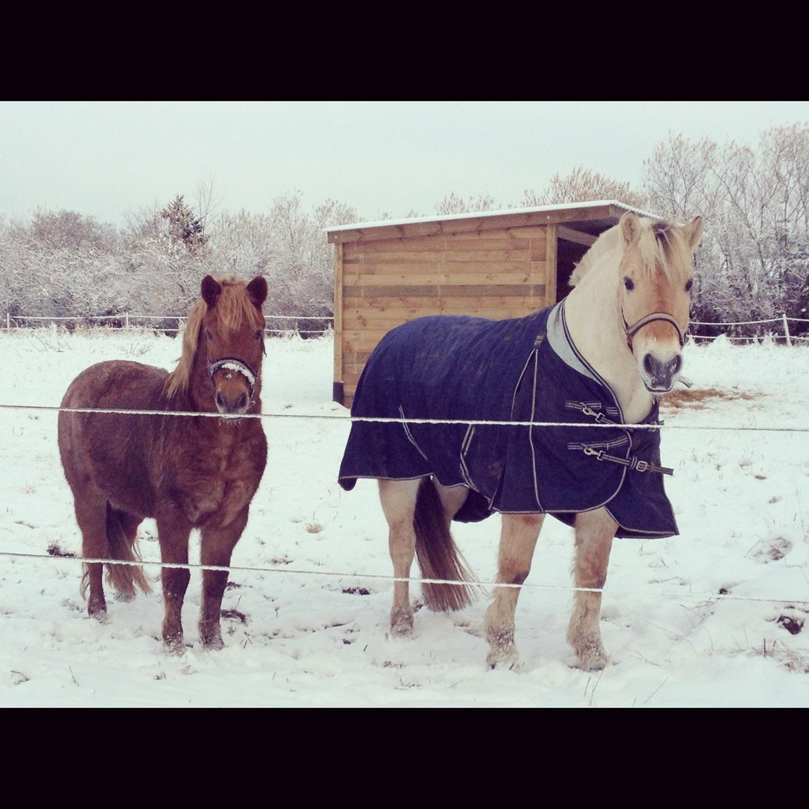 Fjordhest Hjalte Følsbjerg billede 12