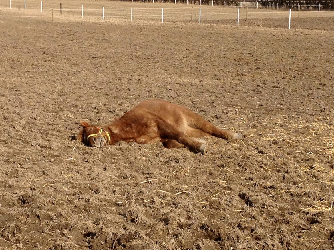 Anden særlig race Baloo billede 8