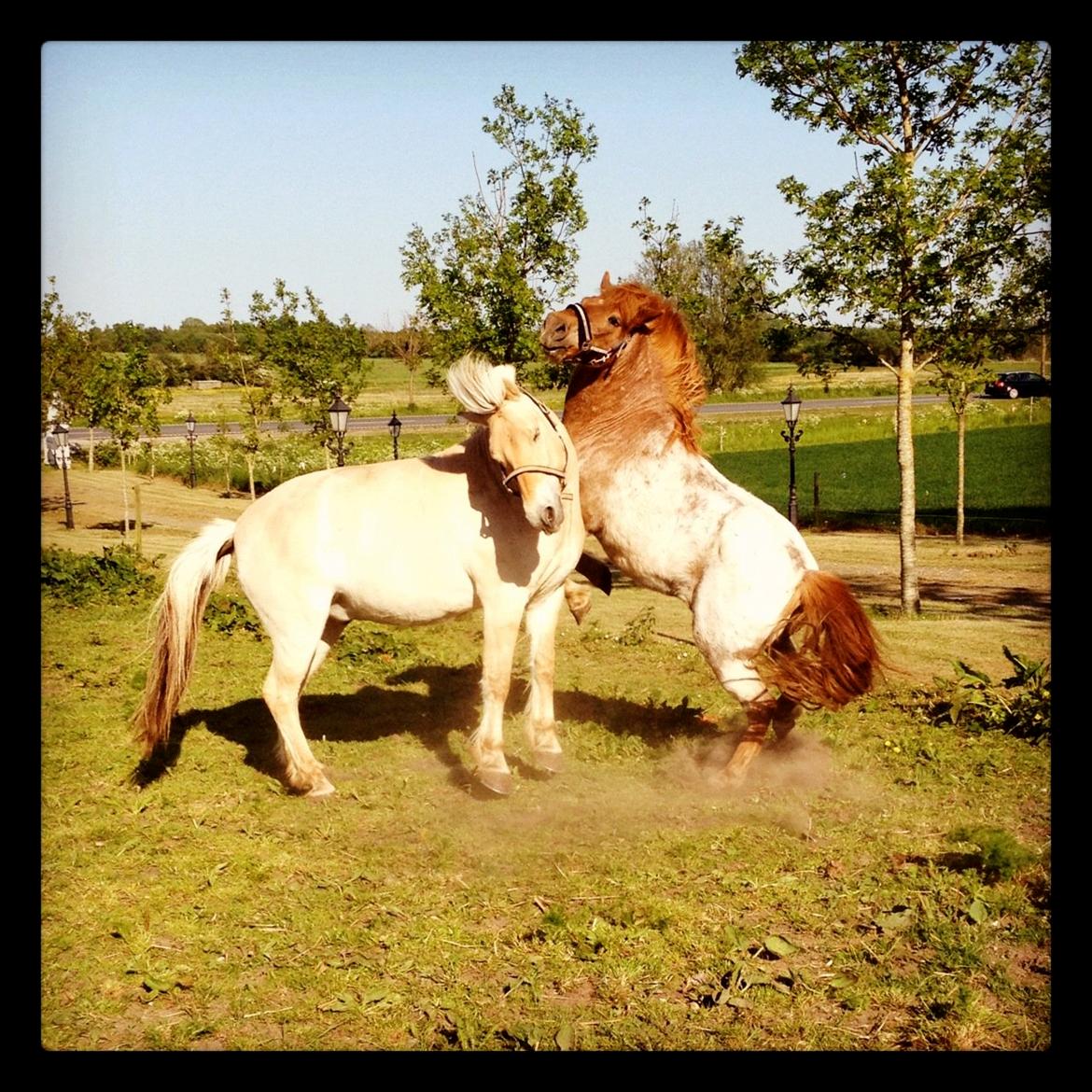 Anden særlig race Baloo billede 10