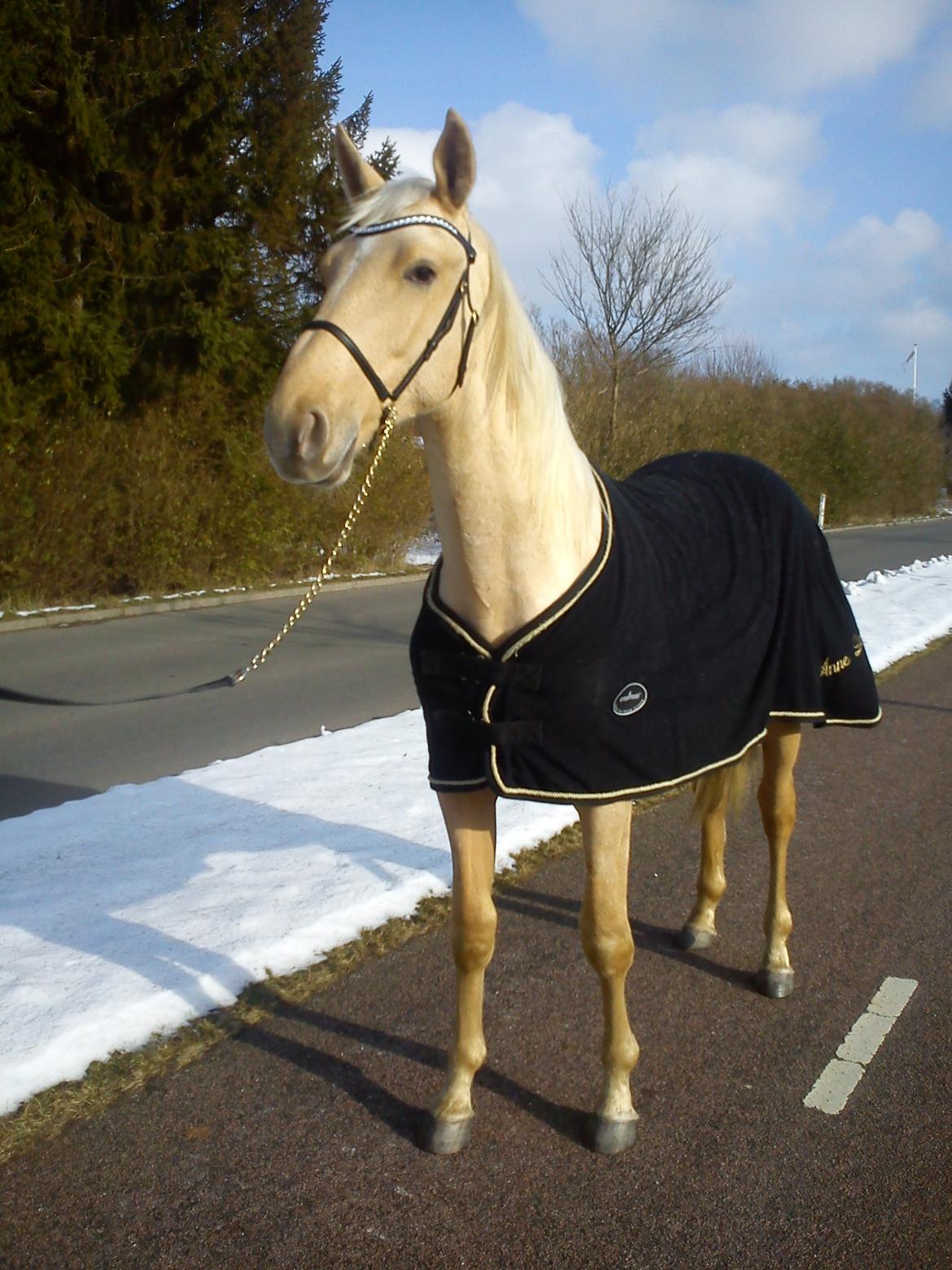 Palomino kvolsbæks westlife wonder billede 18