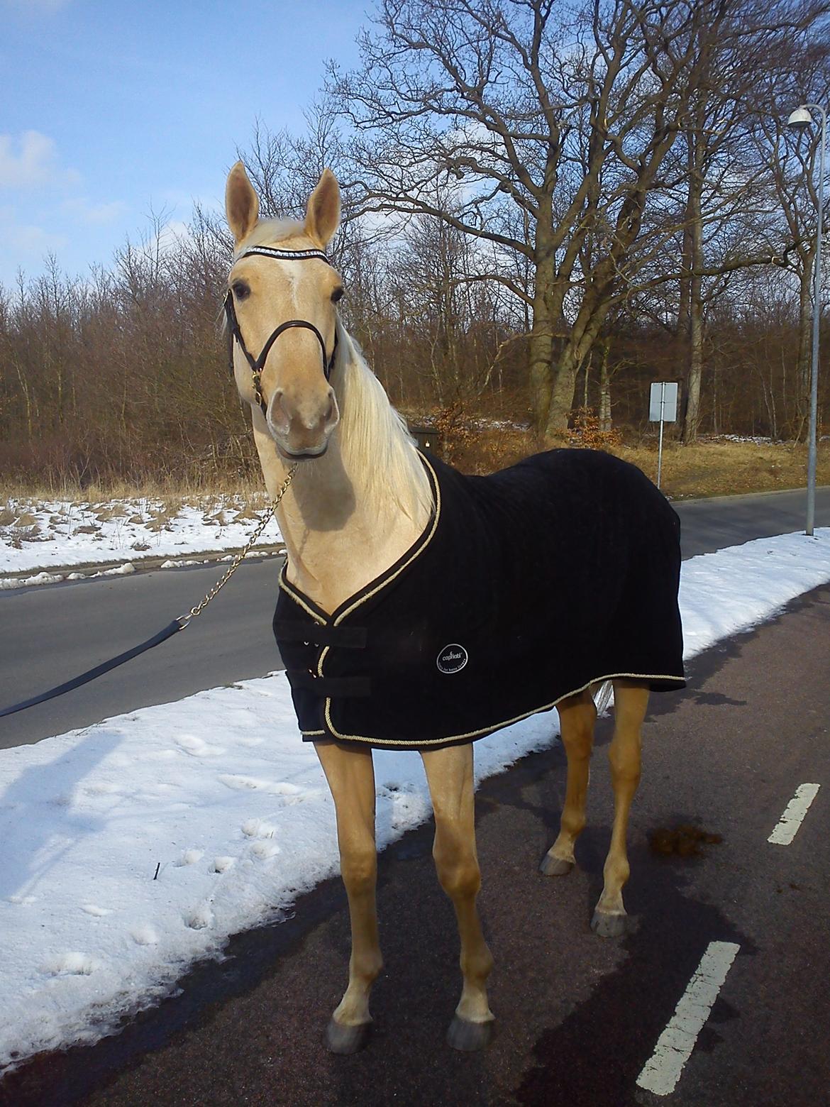 Palomino kvolsbæks westlife wonder billede 19