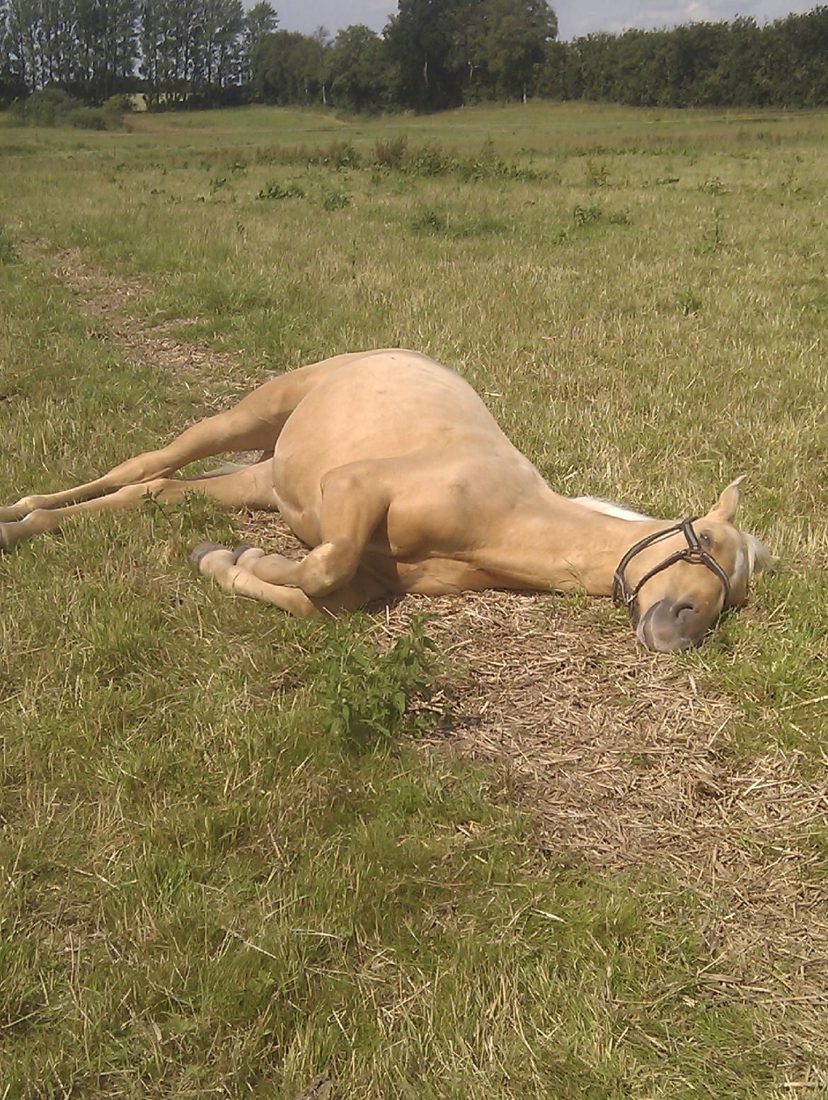 Palomino kvolsbæks westlife wonder billede 20