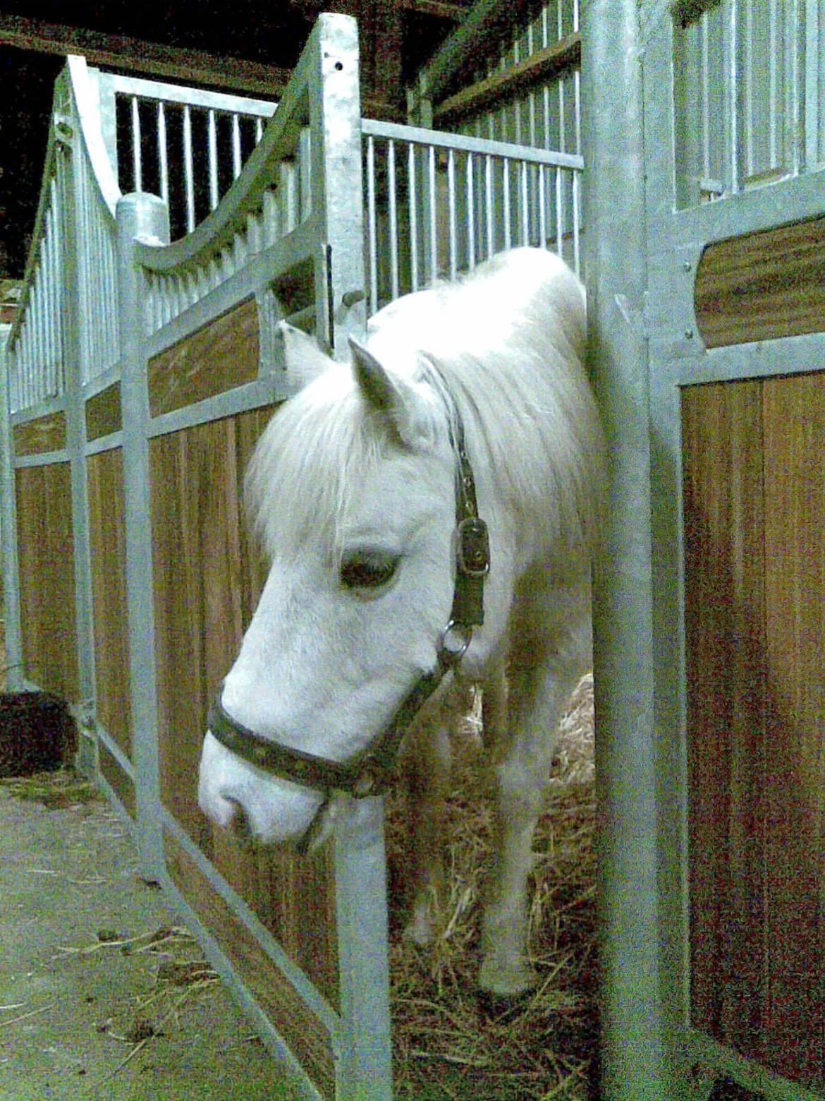 Welsh Pony (sec B) Zafir - Jeg skal bare ud her og over til maden. billede 18