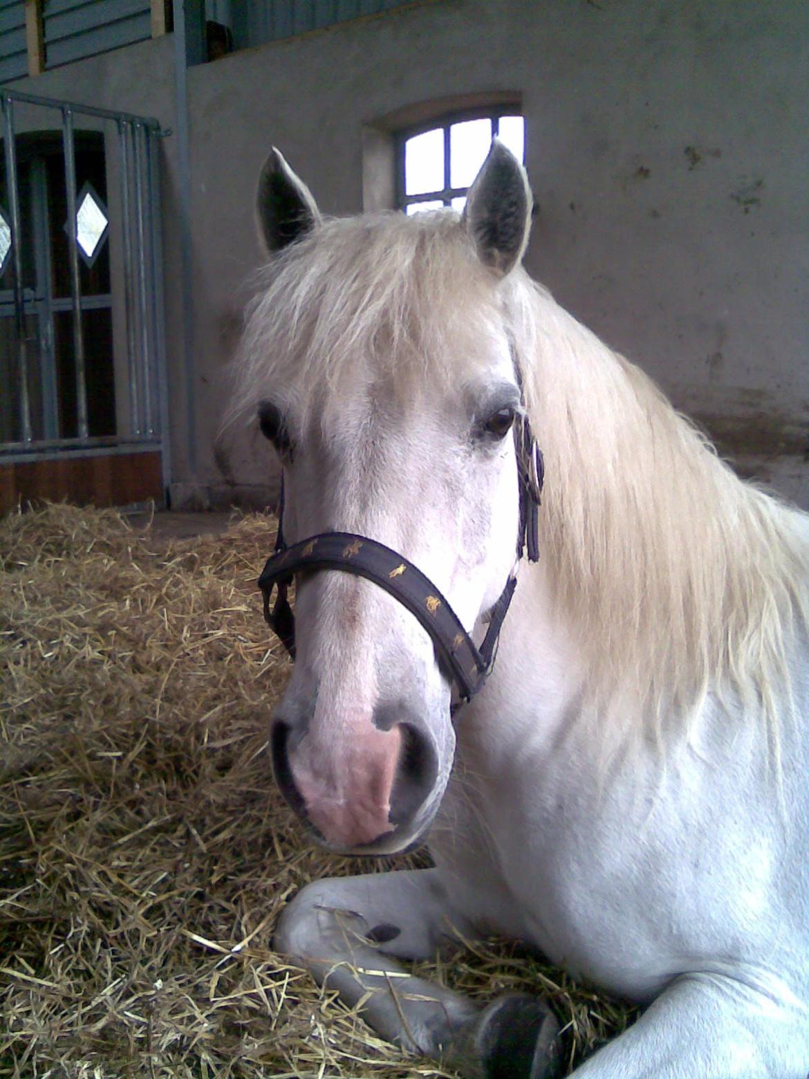 Welsh Pony (sec B) Zafir billede 19