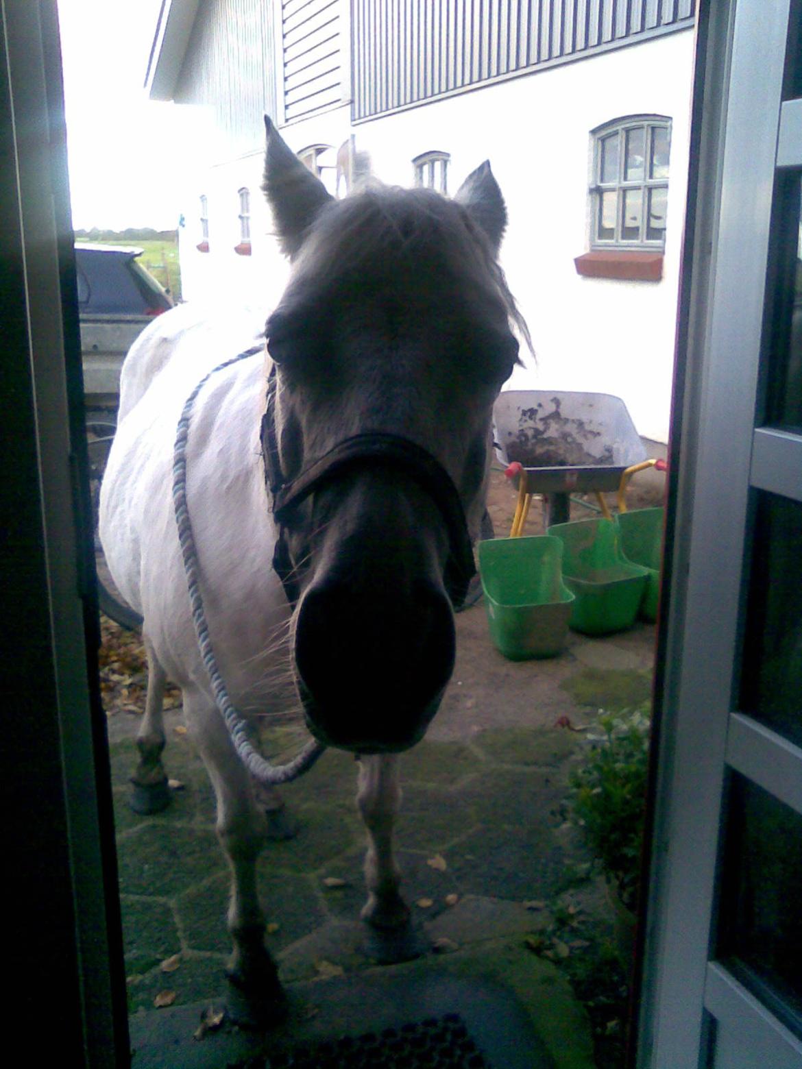 Welsh Pony (sec B) Zafir billede 22
