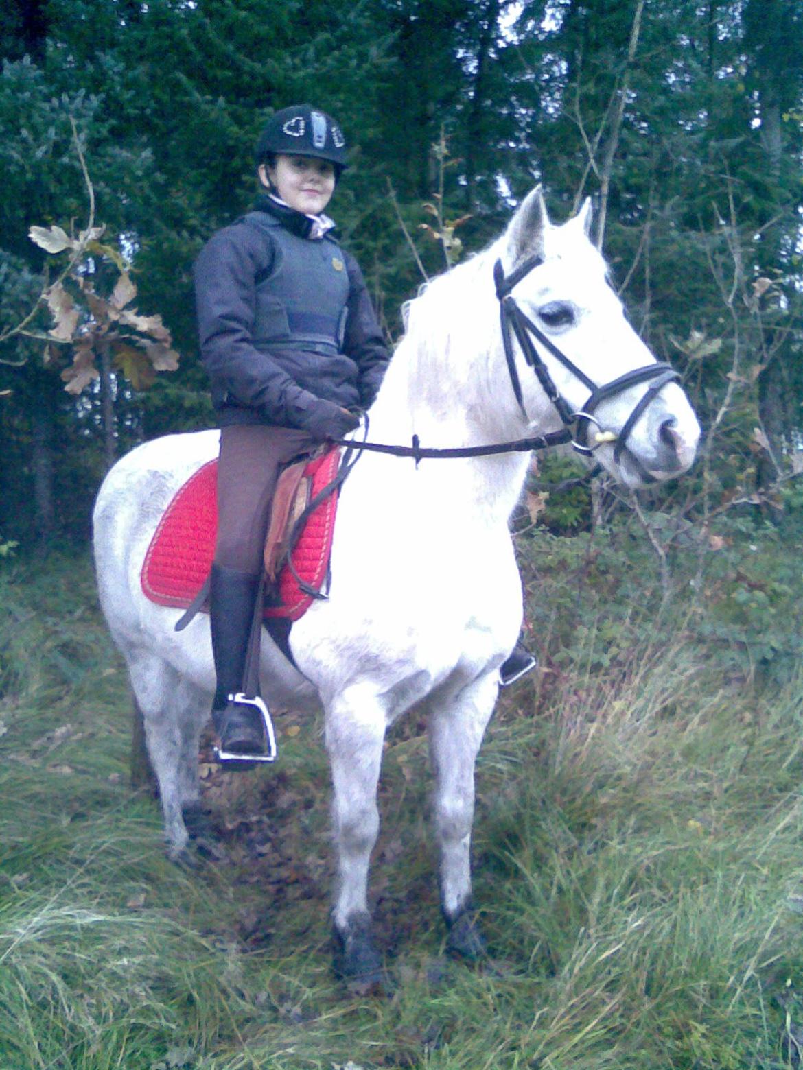 Welsh Pony (sec B) Zafir billede 23